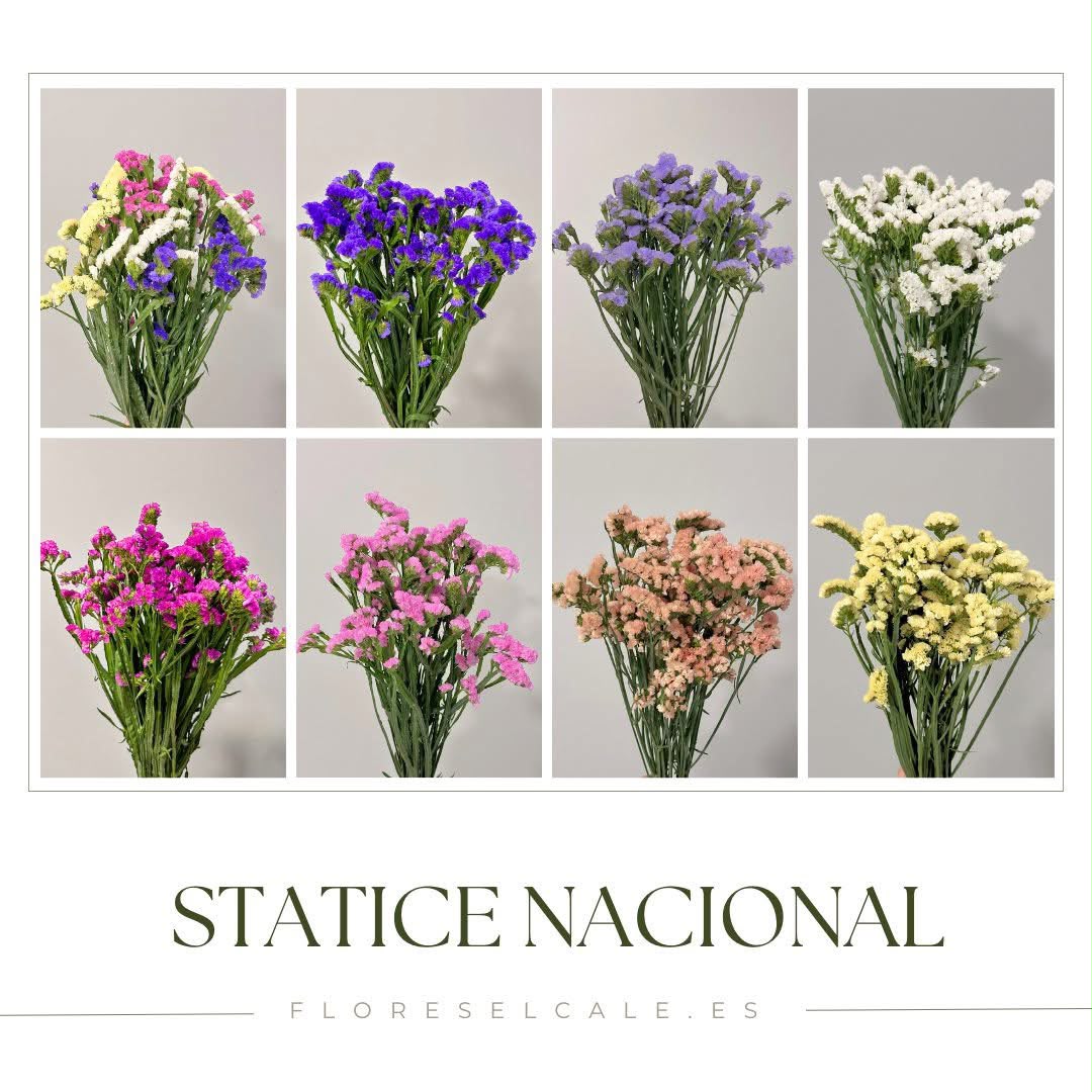 Statice nacional