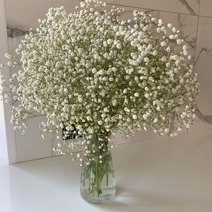 Nube (gypsophila)